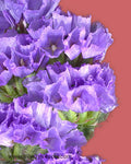 Statice Laguna Flowers