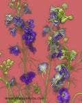 Larkspur Purple Flowers