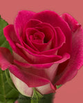 Roses Latin Breeze Flowers