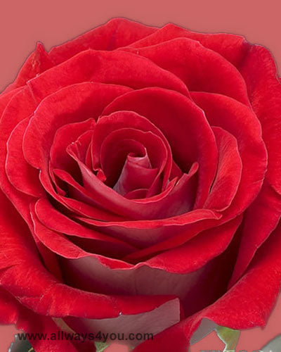 Roses Latin Lady Flowers