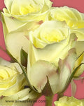 Spray Rose Lemoncello Flowers