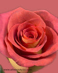Roses Leonidas Flowers