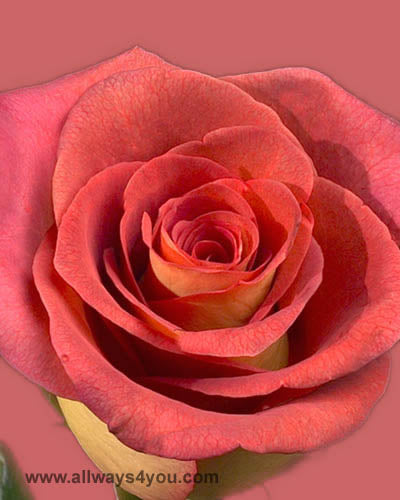 Roses Leonidas Flowers