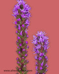 Liatris Flowers