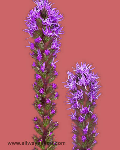Liatris Flowers