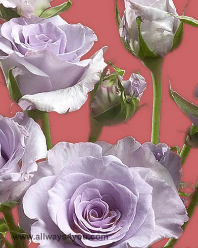 Spray Rose Little Silver Flowers