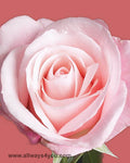 Roses Livia Flowers