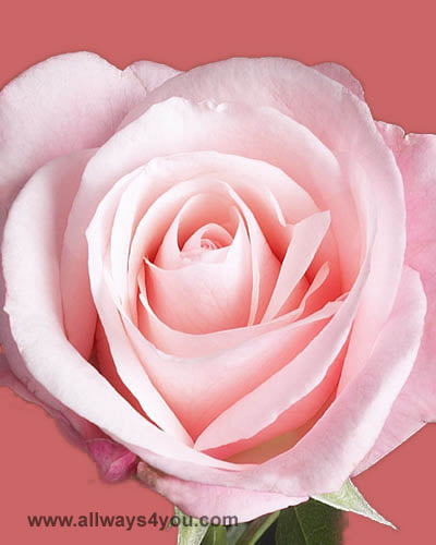 Roses Livia Flowers