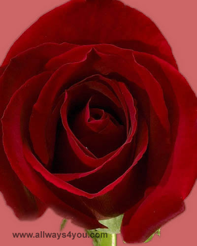 Roses Madame Flowers