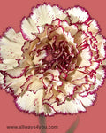 Carnation Madras Flowers
