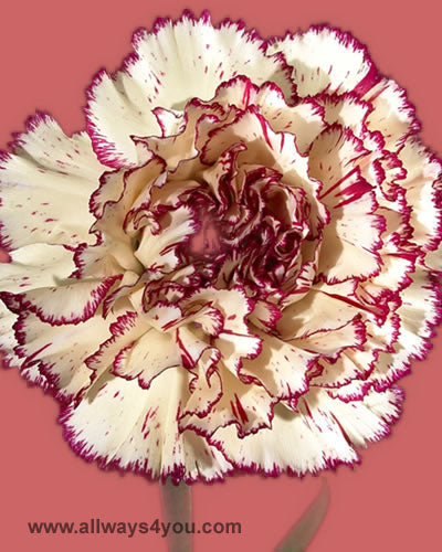 Carnation Madras Flowers