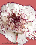 Carnation Madras Bianco Flowers