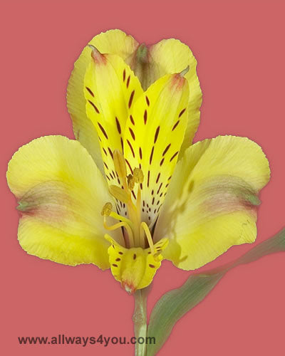 Alstroemeria-Mango Flowers- 646-208-9995 wholesale