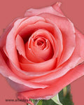 Roses Marlisse Flowers