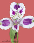 Alstroemeria-Mayfair Flowers- 646-208-9995 flowers wholesale n,y
