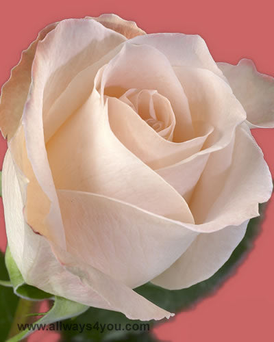 Roses Melody Flowers
