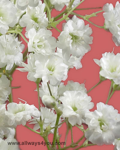 Gypsophia Million Star Flowers