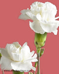 Mini : White : Carnations Flowers