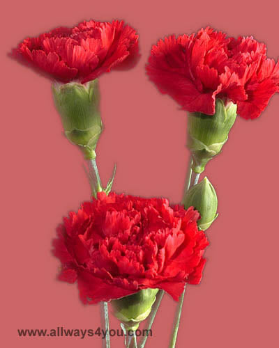 Mini Red Carnations Flowers