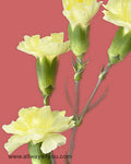 Mini Yellow Carnations Flowers