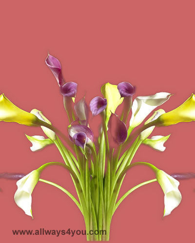 Calla Mini Callas Assorted Flowers