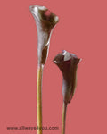 Calla Mini Calls Chocolate Flowers