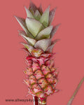 Tropicals Mini Pineapple Red Flowers