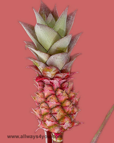 Tropicals Mini Pineapple Red Flowers