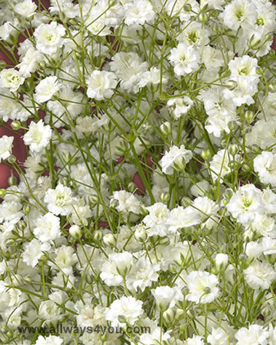 Gypsophia Mirabella Flowers
