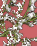 Limonium Misty White Flowers