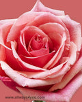 Roses Murano Flowers