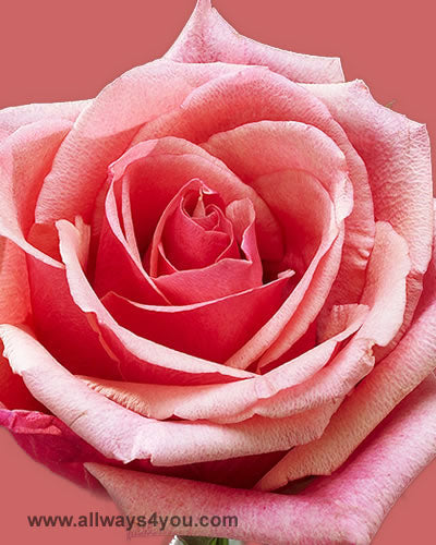 Roses Murano Flowers