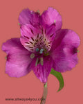 Alstroemeria-Napoli Flowers-646-208-9995 brooklyn