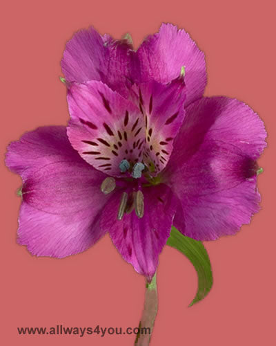 Alstroemeria-Napoli Flowers-646-208-9995 brooklyn