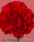 Carnation Nelson Flowers