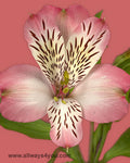 Alstroemeria-Nemo Flowers- 646-208-9995 wholesale florist