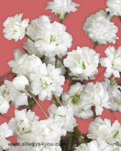 Gypsophia New Love Flowers