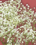 Gypsophia New Love Superbundele Flowers