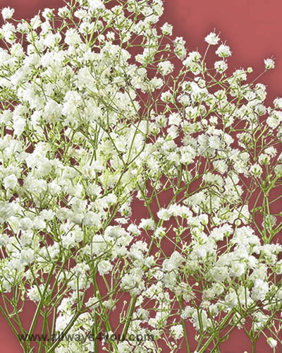 Gypsophia New Love Superbundele Flowers