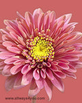 Poms Novelty Pilar Flowers