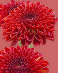 Poms Novelty Red Ole Flowers