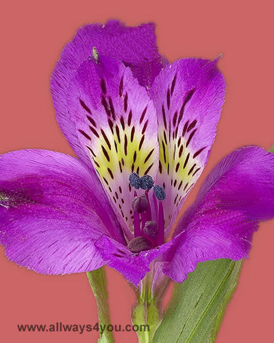 Alstroemeria-Onyx Flowers- 646-208-9995 flowers & roses