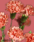 Mini Orange Carnations Flowers