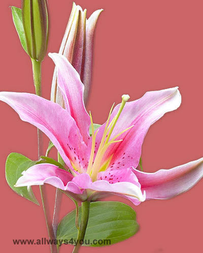 Lilies Oriental Aktiva Flowers