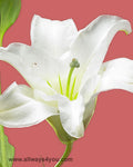 Lilies Oriental Ice Princess Flowers
