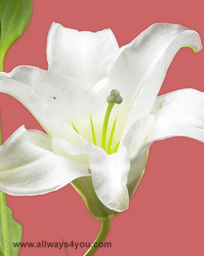 Lilies Oriental Ice Princess Flowers