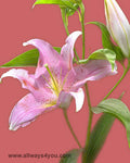 Lilies Oriental Lombardia Flowers