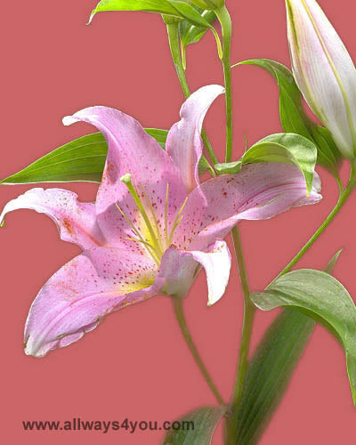Lilies Oriental Lombardia Flowers