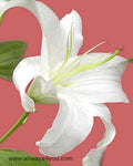 Lilies Oriental Siberia Flowers