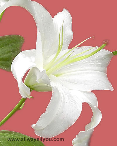 Lilies Oriental Siberia Flowers